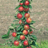 Stubčasta ogrlica od stabla jabuke moskva (x-2): opis, oprašivači, fotografije i recenzije